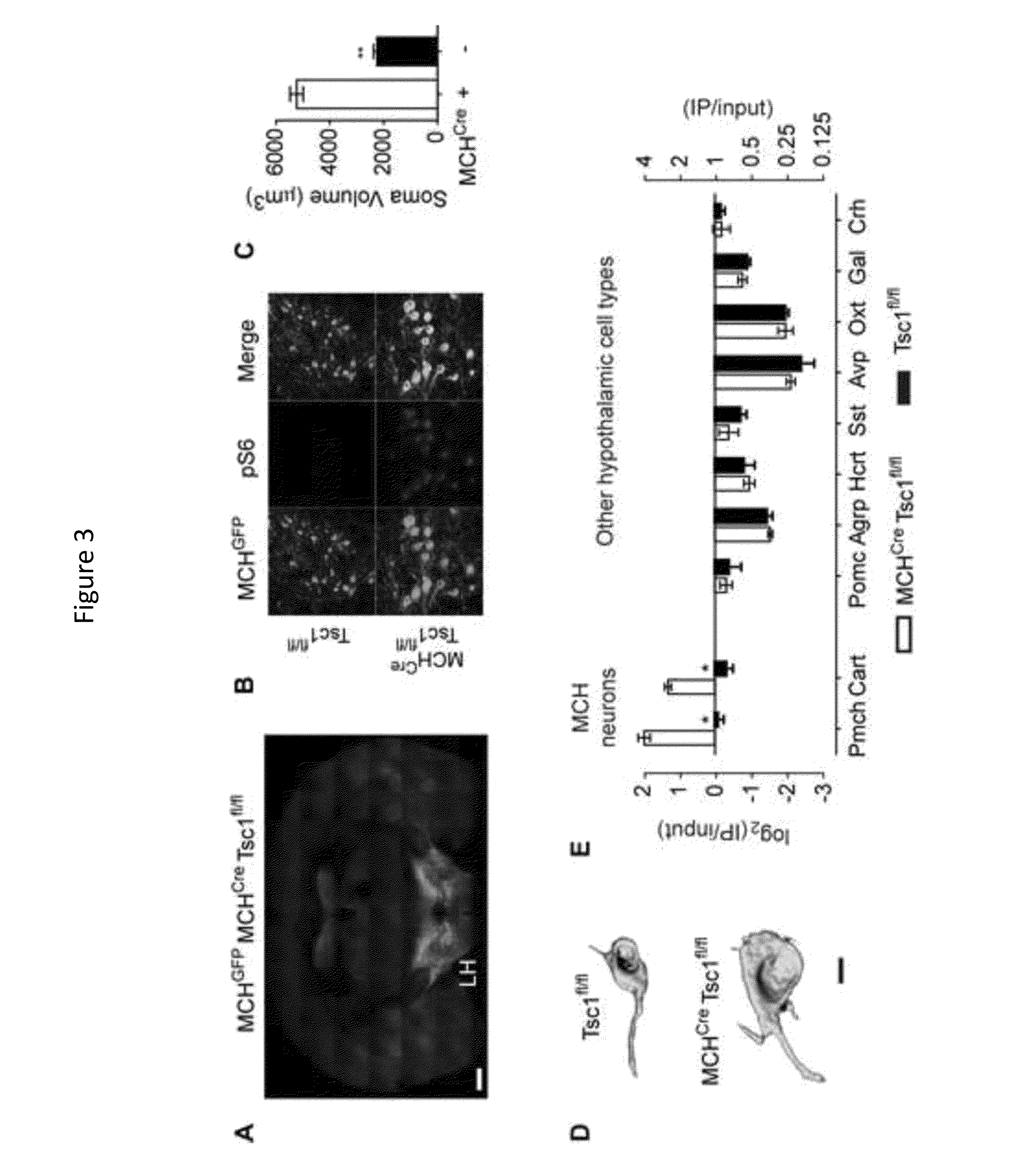 Methods and Compositions for Activity Dependent Transcriptome Profiling