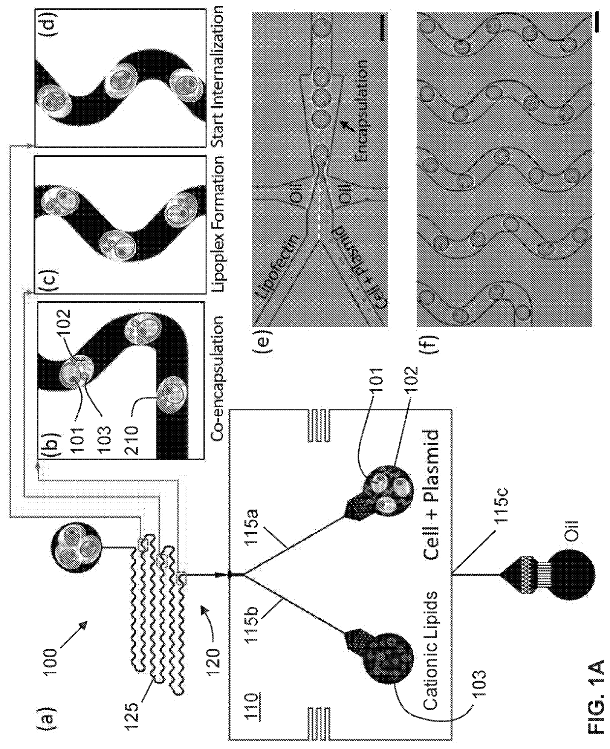 Microfluidic systems and methods for lipoplex-mediated cell transfection