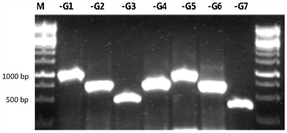Cell strain for expressing HLA-G6 isomer standard protein and application of cell strain