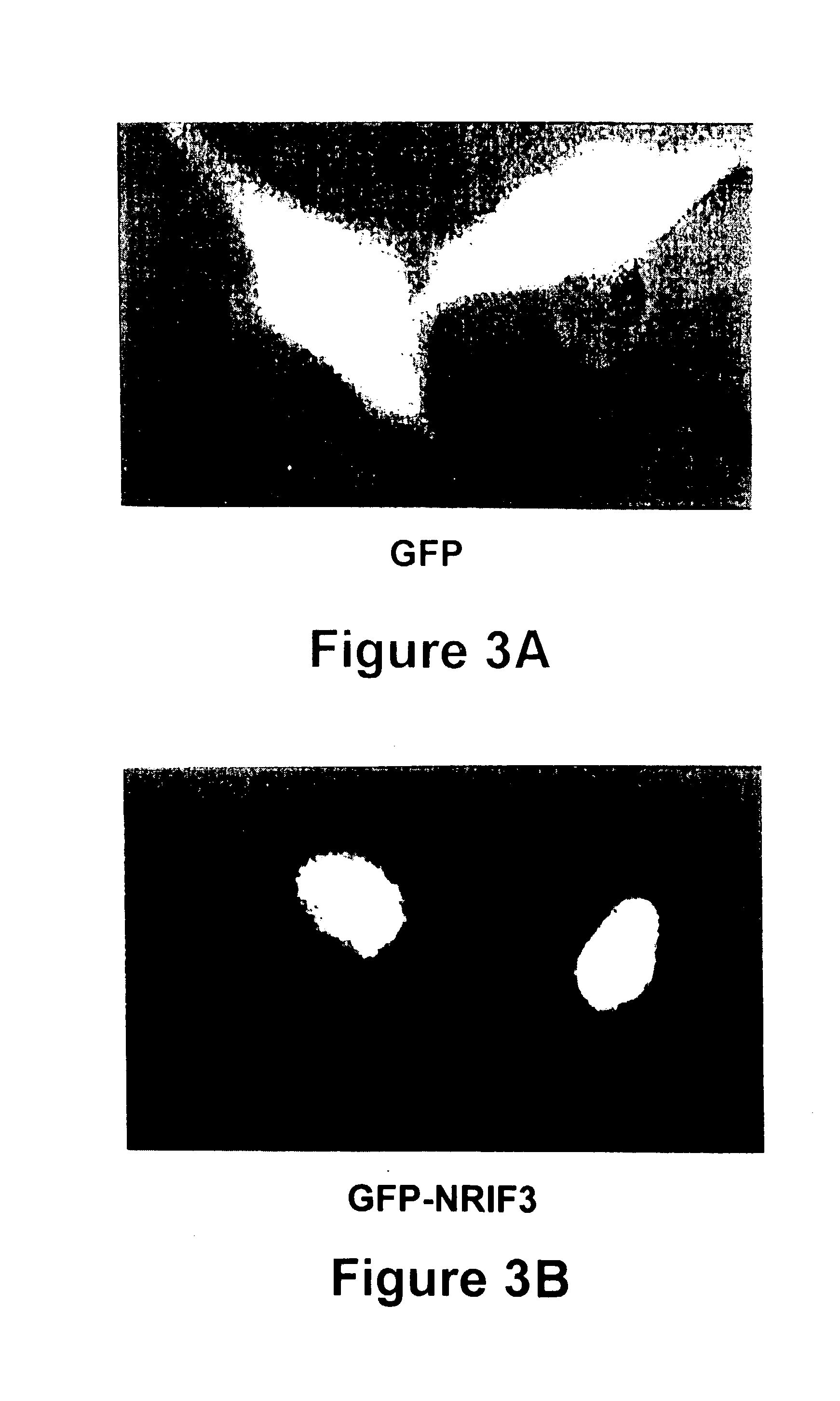 NRIF3, a novel co-activator for nuclear hormone receptors