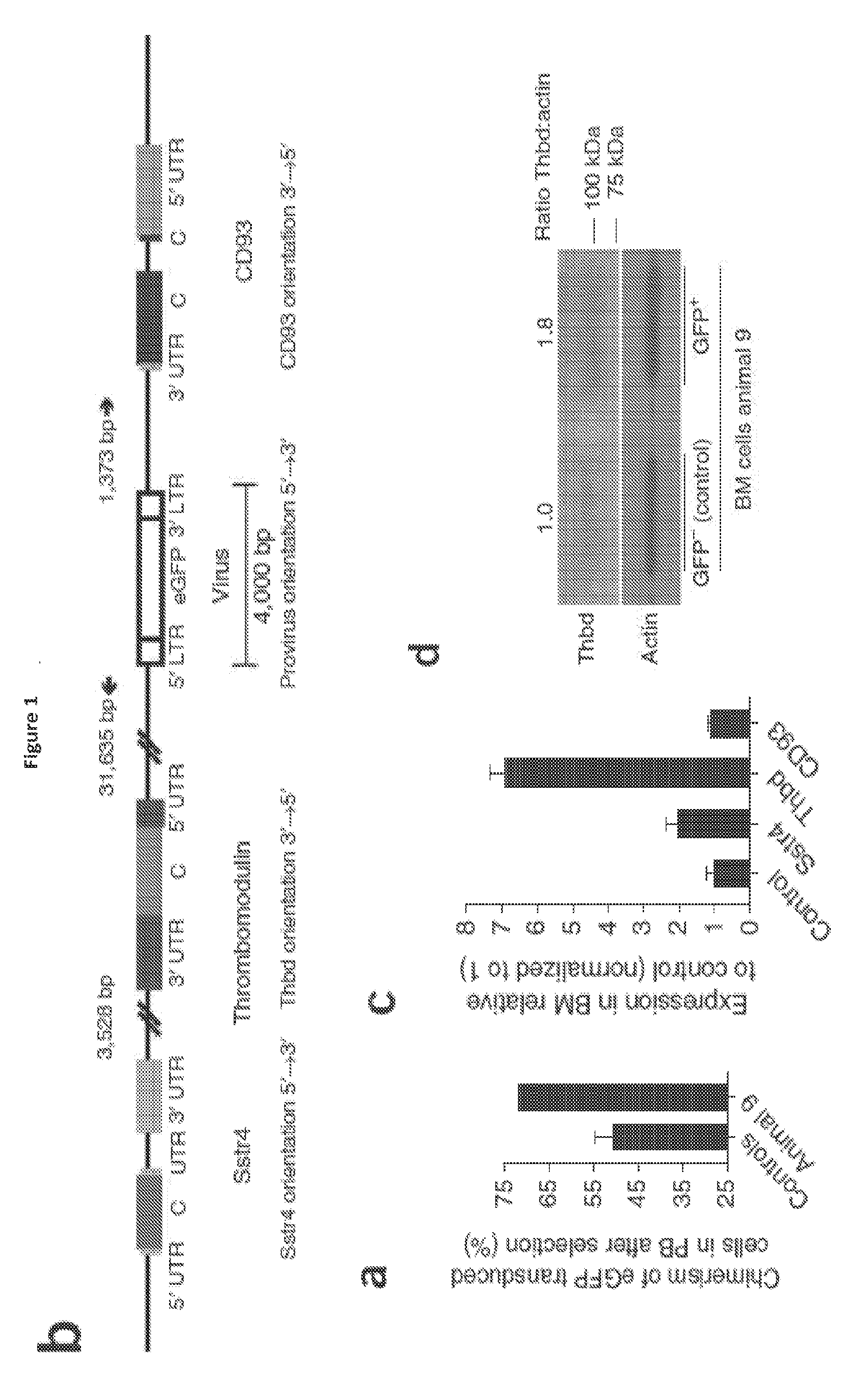 Methods for treating and preventing radiation injury using activated protein c polypeptides