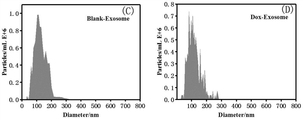 Preparation of an exosome-doxorubicin nano-targeted drug derived from bone marrow mesenchymal stem cells and its anti-osteosarcoma effect in vitro