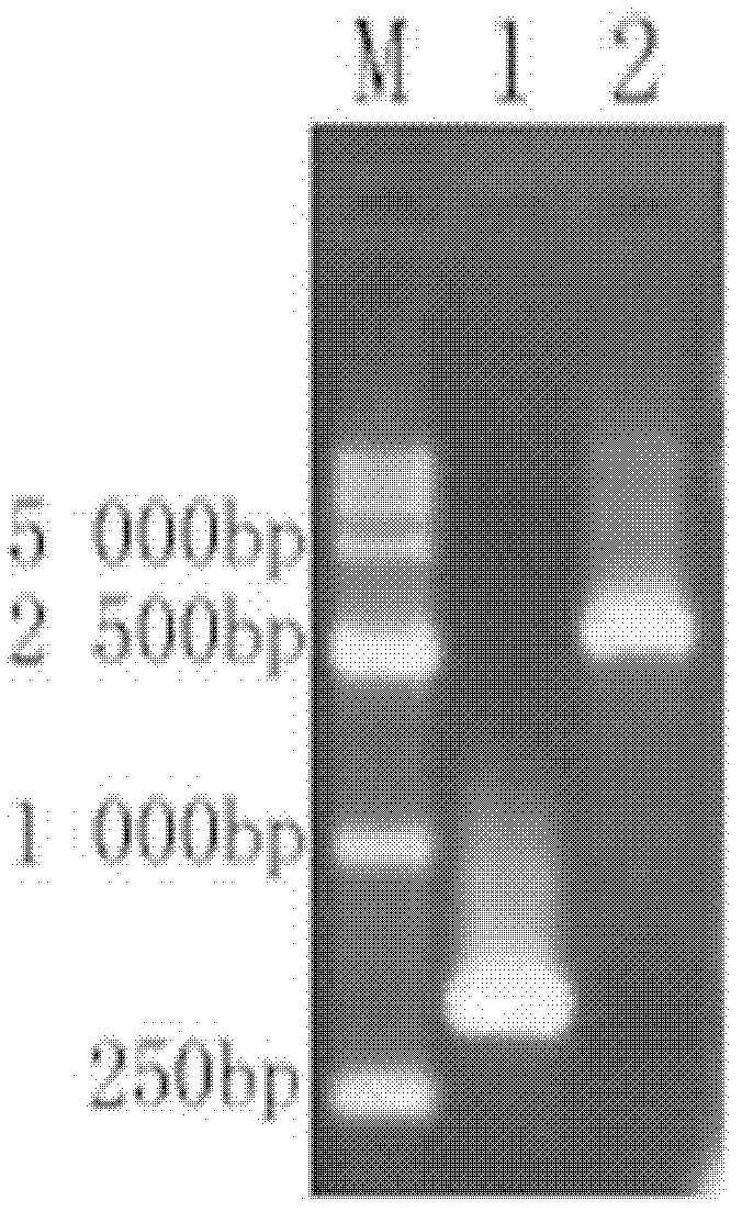 Fowl adenovirus group I immunity related fusion protein as well as encoding gene and application thereof