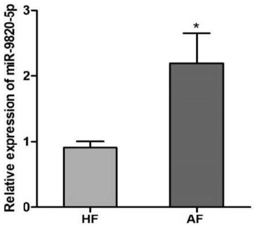 miRNA molecule related to pig antral follicle atresia and application of miRNA molecule