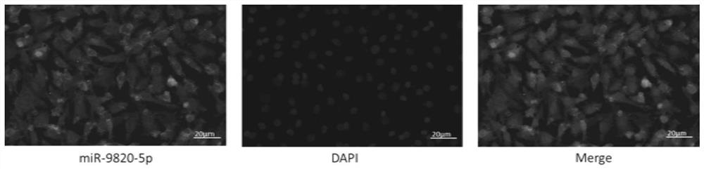 miRNA molecule related to pig antral follicle atresia and application of miRNA molecule