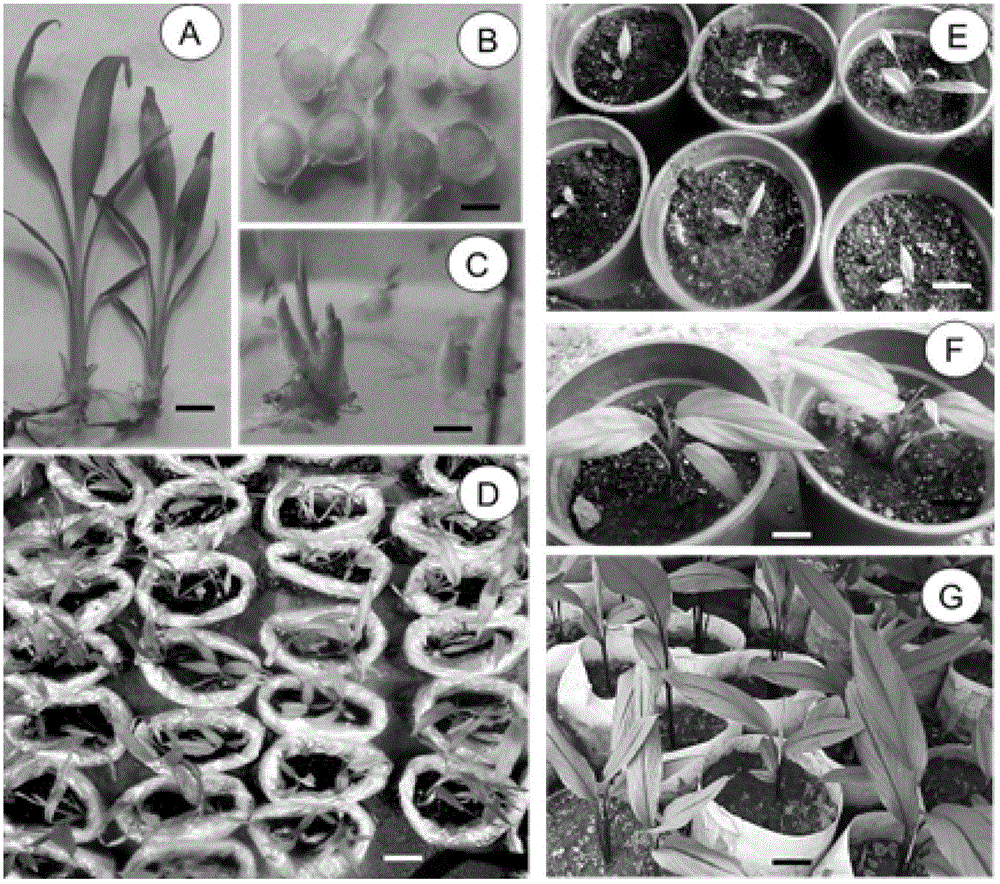 Method for utilizing culture technology to produce Solomon turmeric and red tulip seedlings