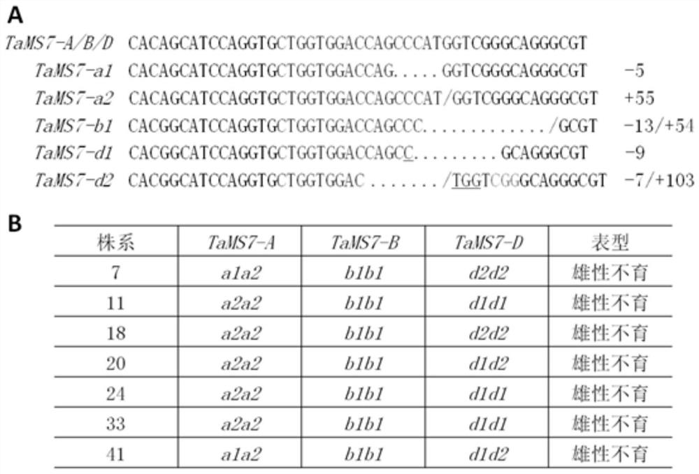 Wheat fertility-related gene tams7 and its application method