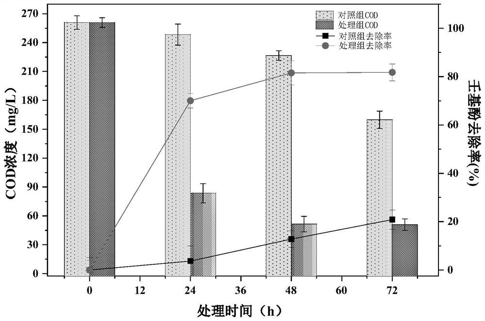 Rhizobium and application thereof in degrading nonyl phenol in water environment