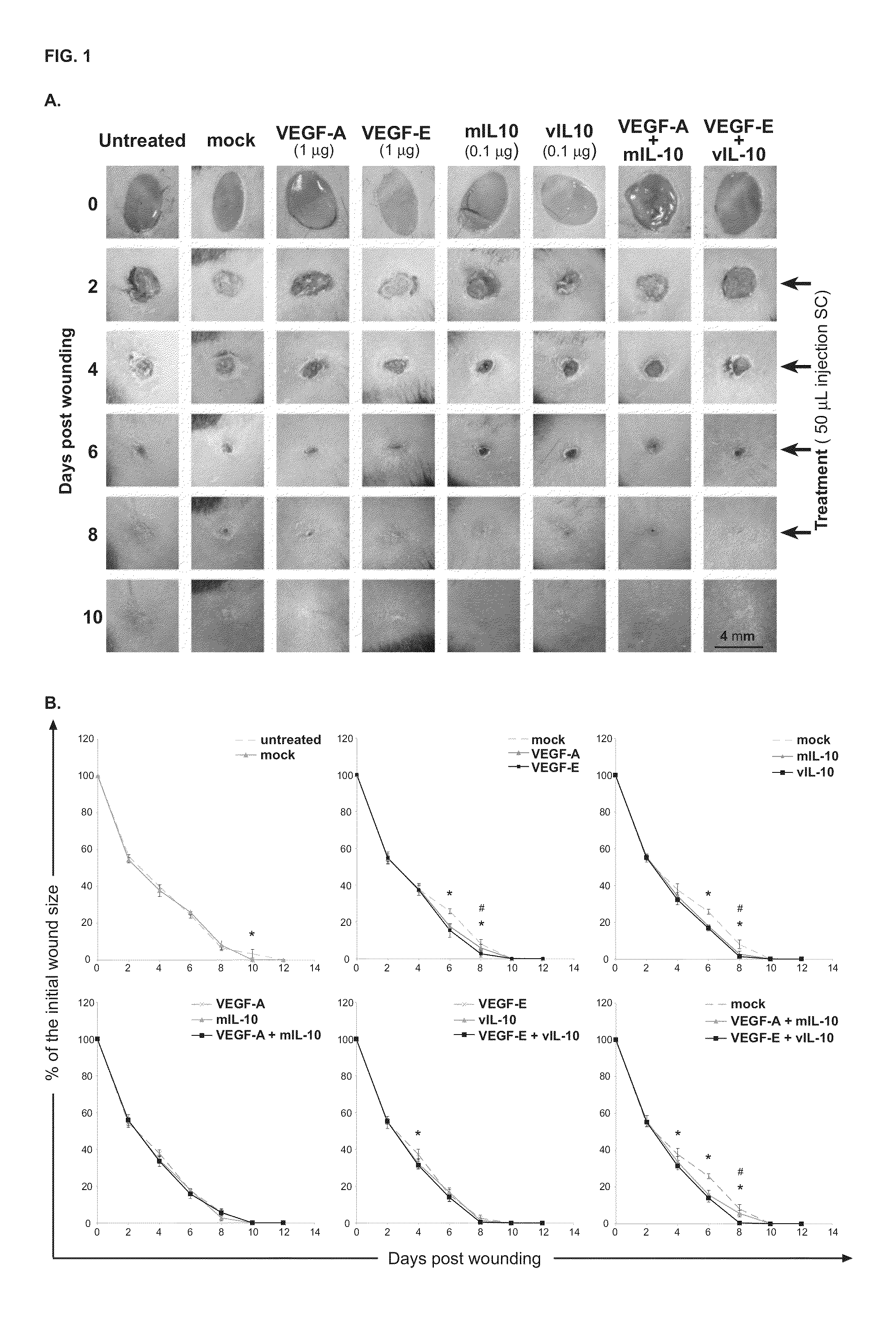 Combination treatments and compositions for wound healing comprising viral VEGF