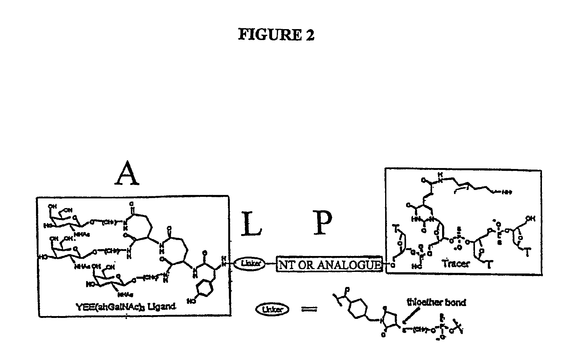 Conjugates of glycosylated/galactosylated peptide, bifunctional linker, and nucleotidic monomers/polymers, and related compositions and method of use