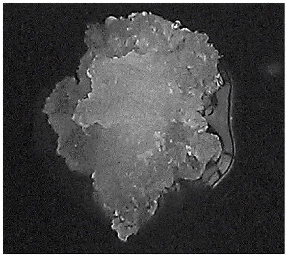 Method for Inducing Mature Zygotic Embryos of Pinus sylvestris