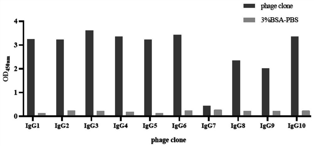 IgG epitope peptide of whey allergen beta-lactoglobulin