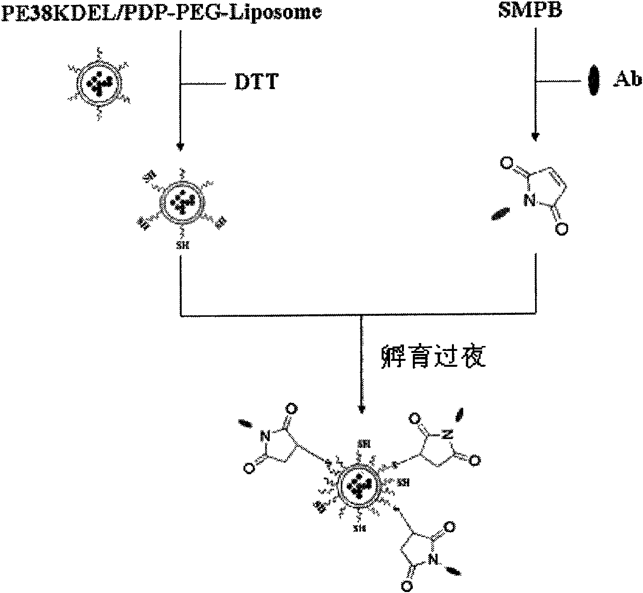 Trastuzumab-modified toxin protein-coated PEG immune liposome and preparation and application thereof