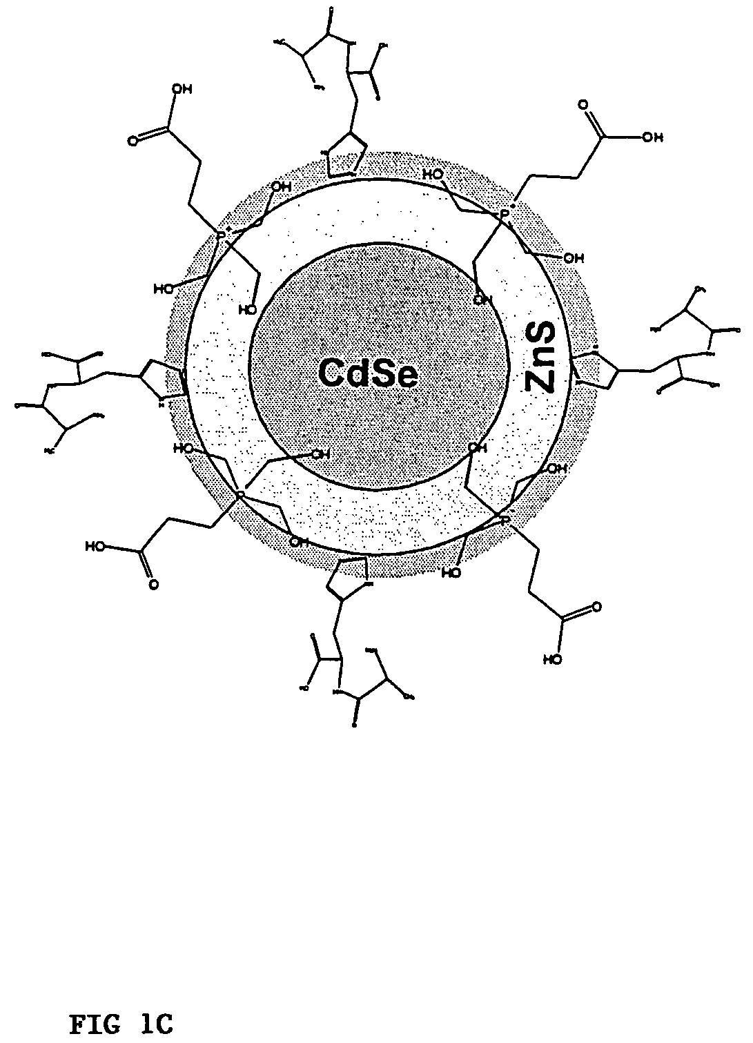 Functionalized fluorescent nanocrystal compositions and methods of making