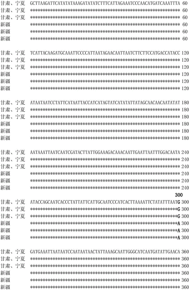 Method for identifying Lygus pratensis populations by mitochondrial molecular markers