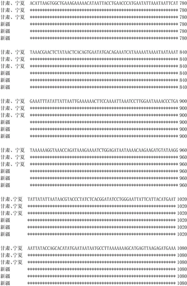 Method for identifying Lygus pratensis populations by mitochondrial molecular markers