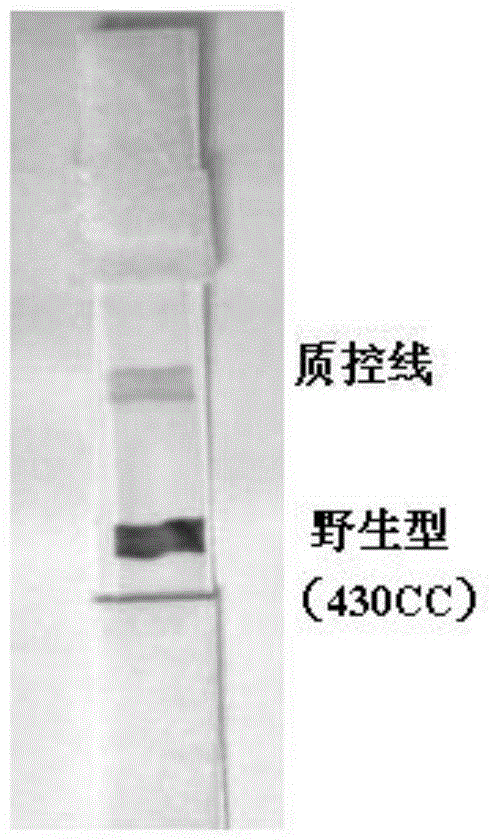 Nucleic acid detection method and test strip