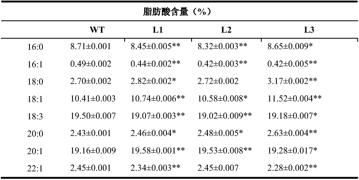 Plant seed fatty acid related protein GhbZIP67 and coding gene and application thereof