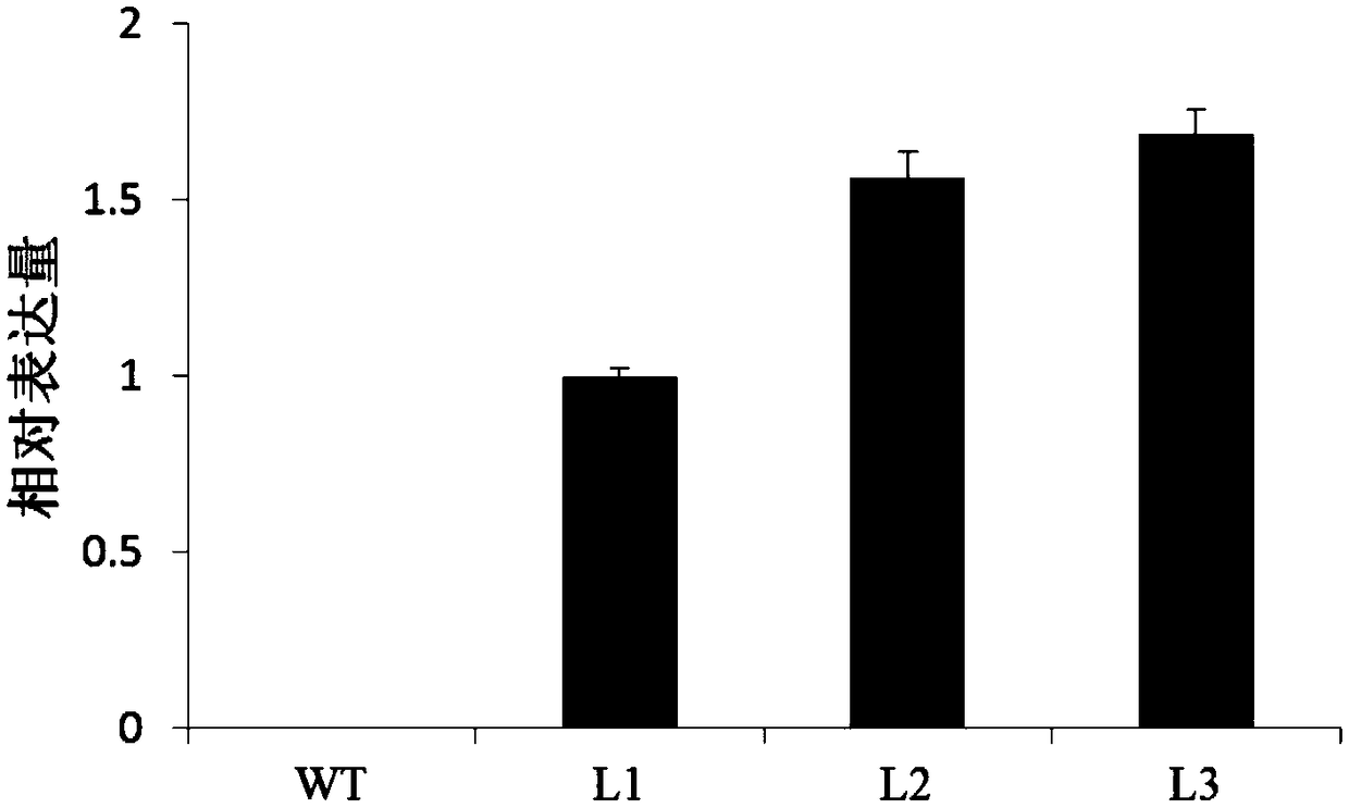 Plant seed fatty acid related protein GhbZIP67 and coding gene and application thereof