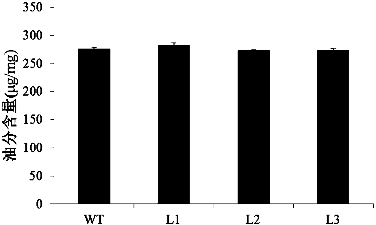 Plant seed fatty acid related protein GhbZIP67 and coding gene and application thereof