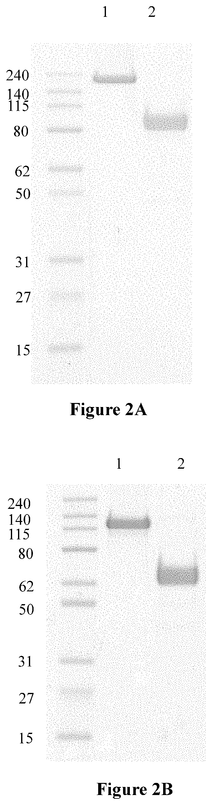 Anti-angiogenesis fusion protein and uses thereof