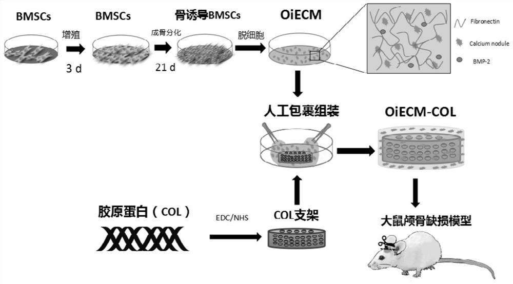 An assembled cell-derived extracellular matrix membrane composite bone repair material and its preparation method and application