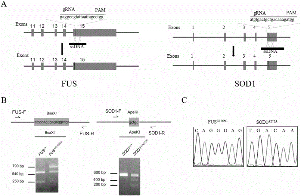 Preparation method of ALS (Amyotrophic Lateral Sclerosis) patient specific motor neuron