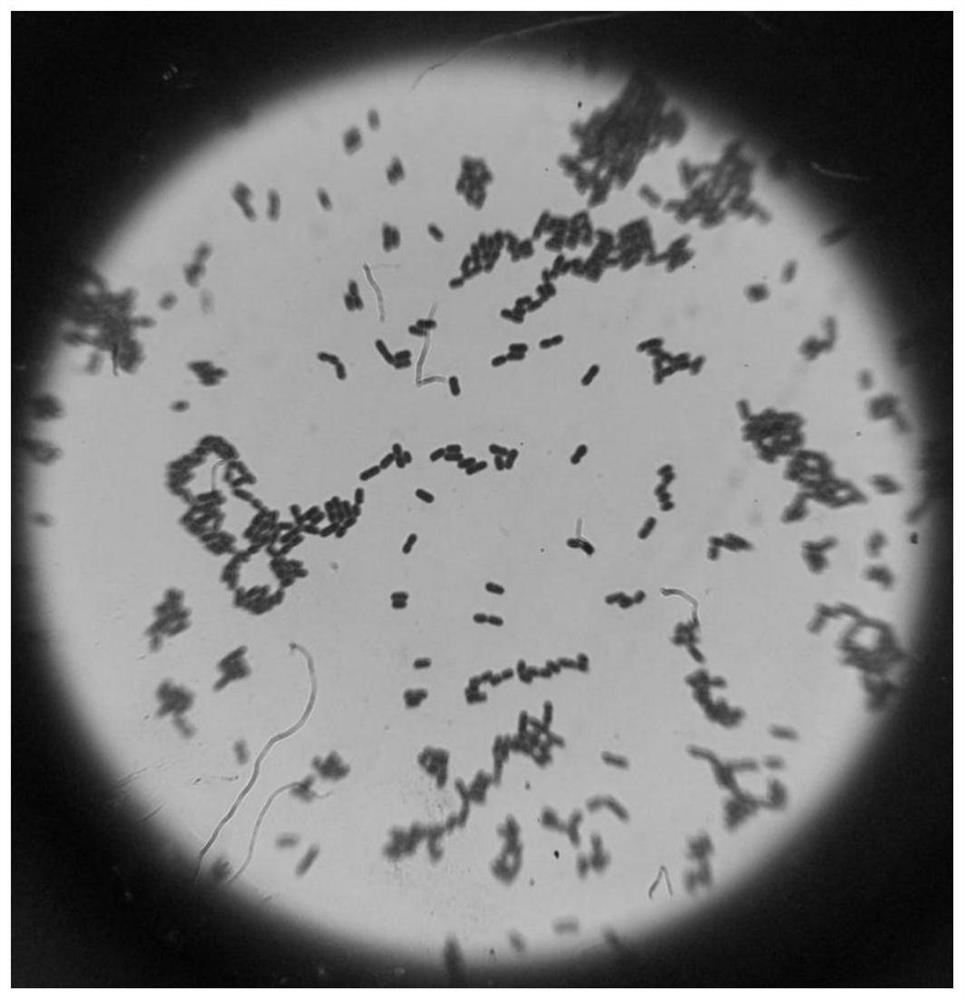 Application of Indole in Promoting the Formation of Marine Bdellovibrio Bacteroids