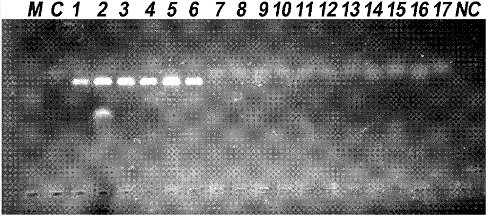 PCR (Polymerase Chain Reaction) detection primer for phytophthora capsici leonian, kit containing primer and application thereof