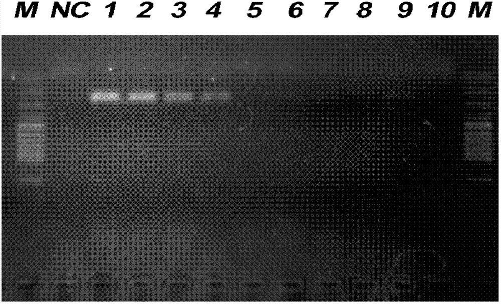 PCR (Polymerase Chain Reaction) detection primer for phytophthora capsici leonian, kit containing primer and application thereof