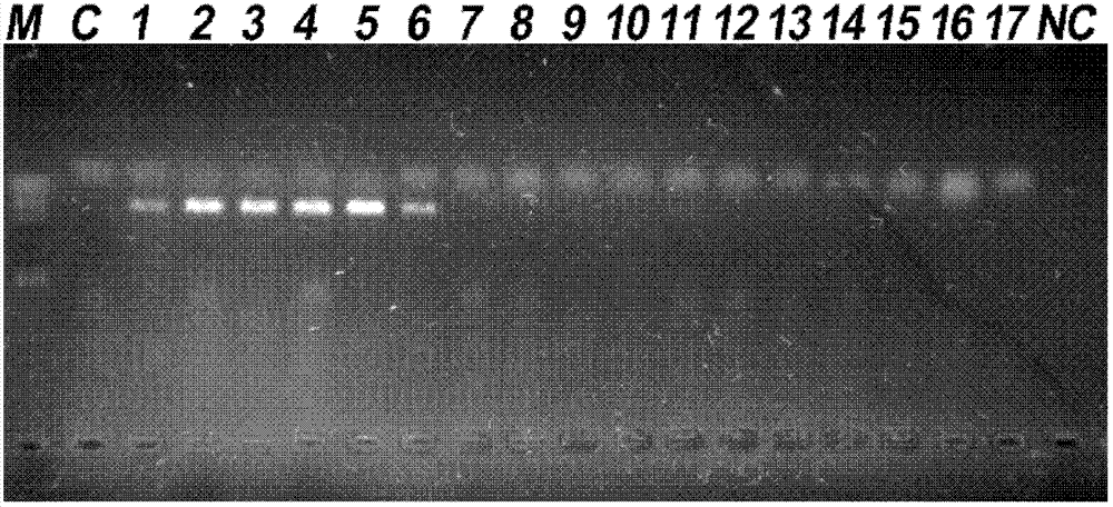 PCR (Polymerase Chain Reaction) detection primer for phytophthora capsici leonian, kit containing primer and application thereof