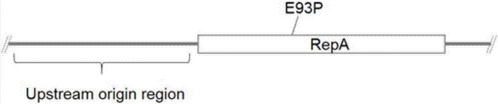 Modified plasmid replicon and application thereof