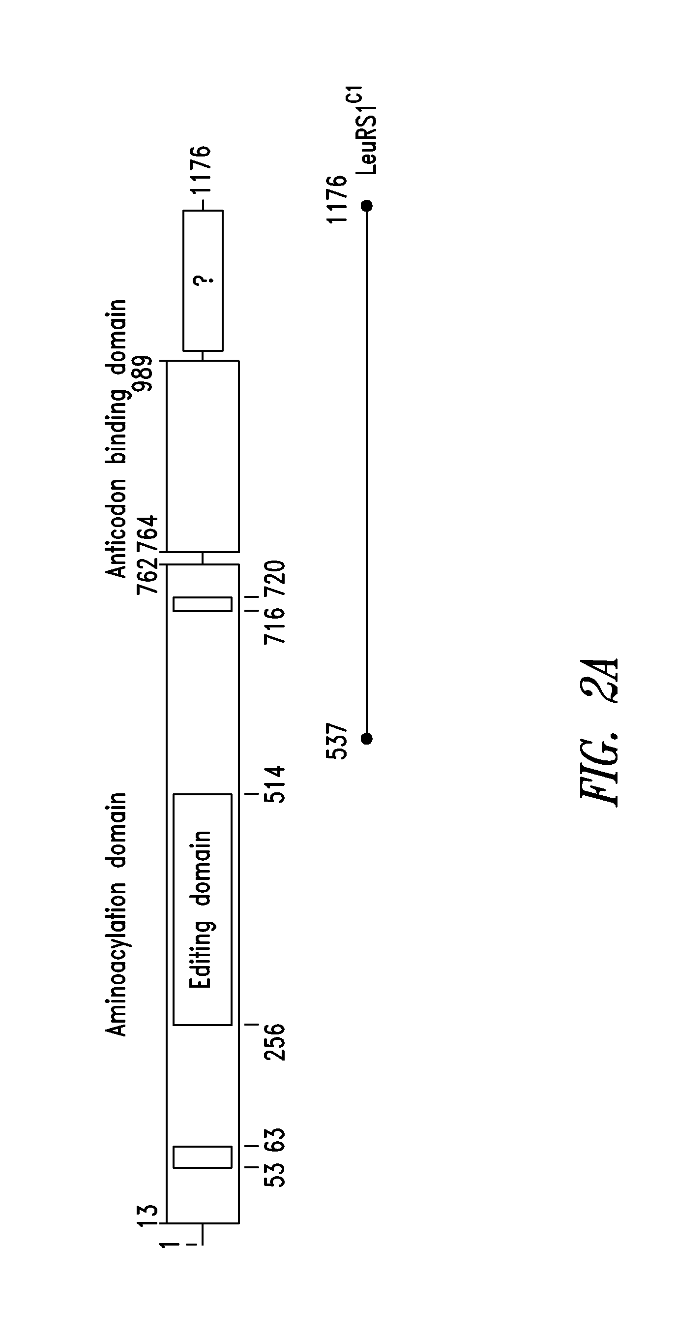 Innovative discovery of therapeutic, diagnostic, and antibody compositions related to protein fragments of leucyl-trna synthetases