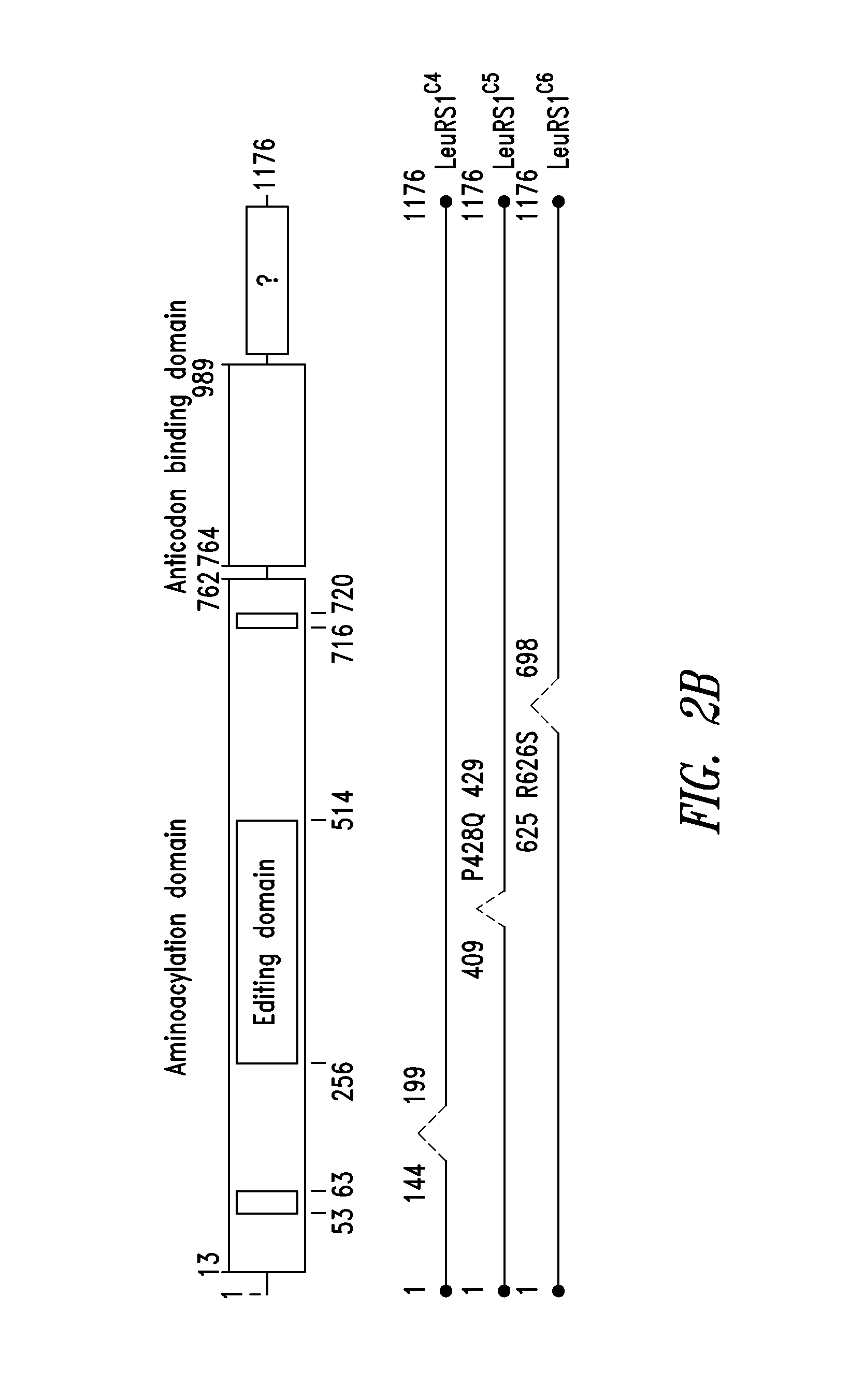Innovative discovery of therapeutic, diagnostic, and antibody compositions related to protein fragments of leucyl-trna synthetases
