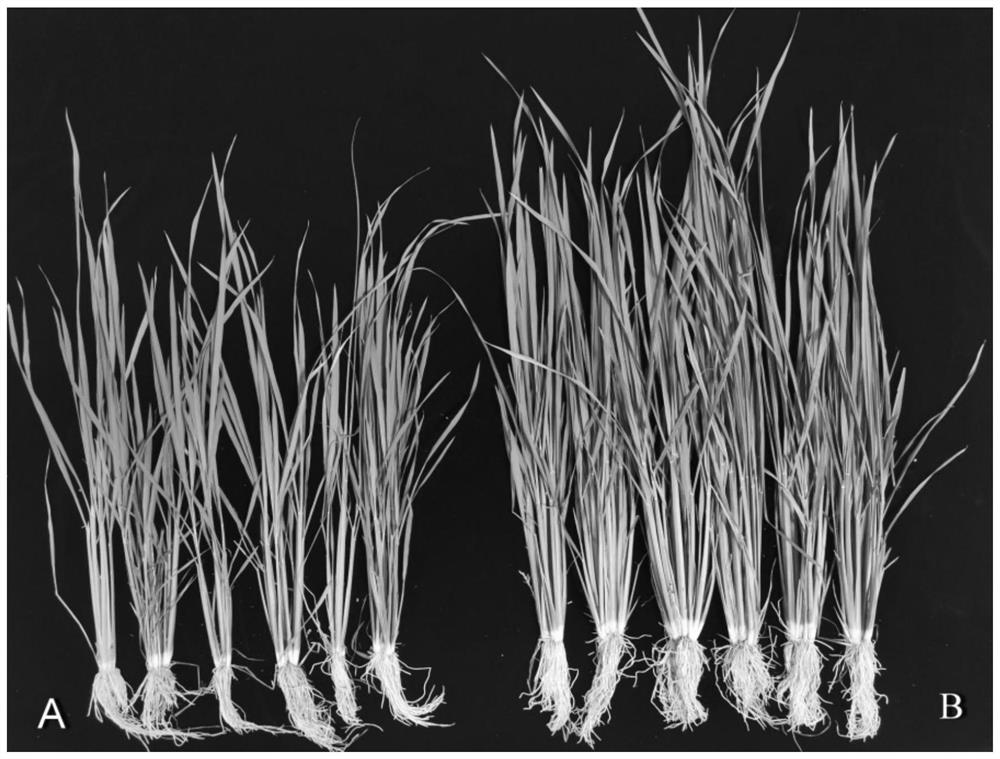 A crop growth-promoting and disease-resistant dse strain and its application