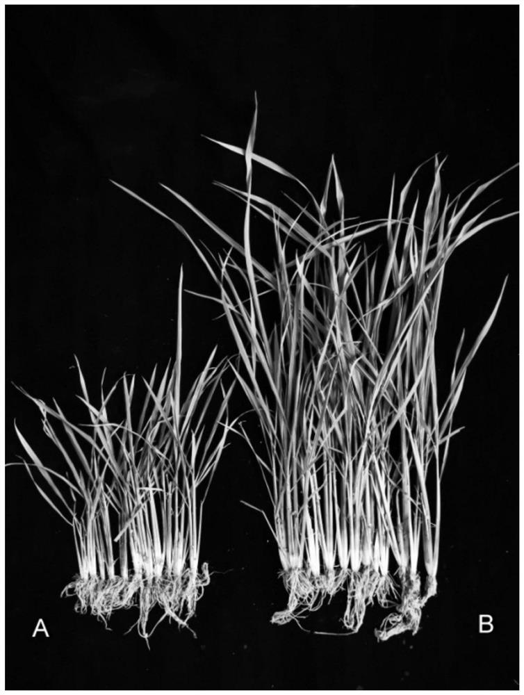 A crop growth-promoting and disease-resistant dse strain and its application