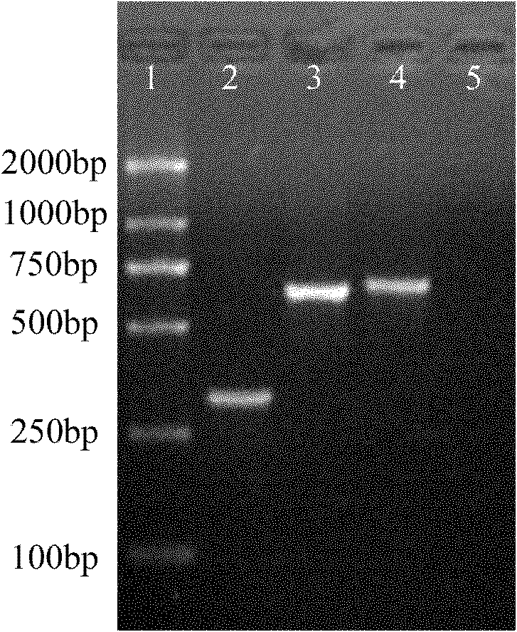 Positive control template for PCR detection on drug resistance gene, preparation method and kit thereof