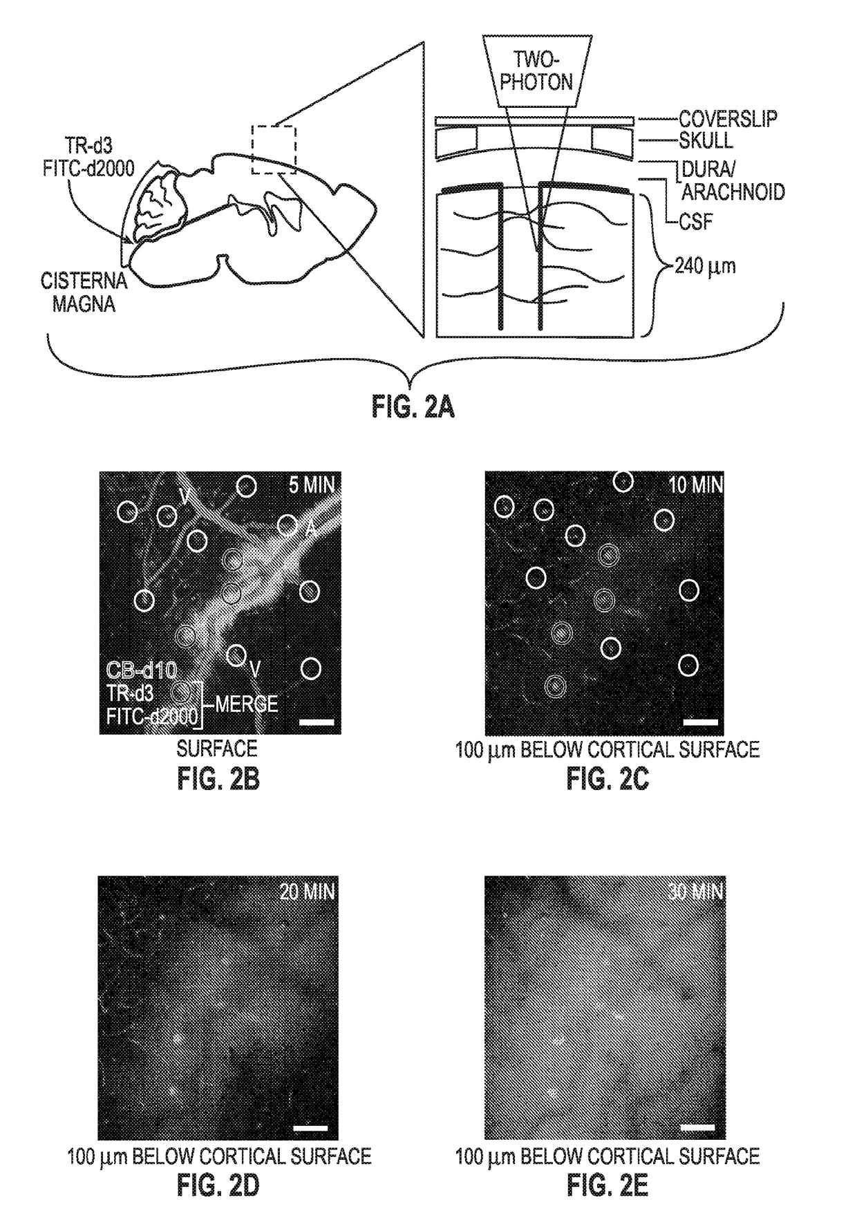 Methods for evaluating brain-wide paravascular pathway for waste clearance function and methods for treating neurodegenerative disorders based thereon
