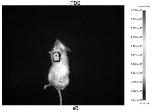 A kind of luciferase embedded in antigenic epitope peptide and its construction method and application