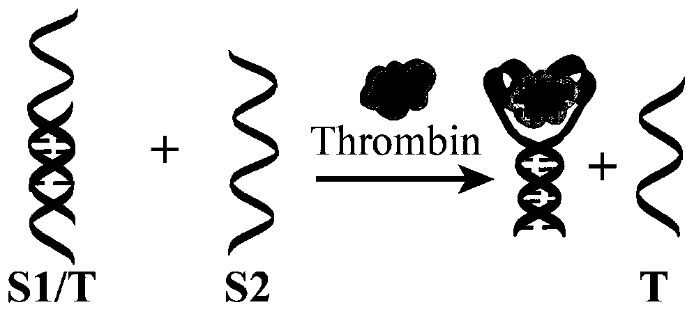 Preparation method of thrombin photoelectrochemical sensor based on cyclometalation Ir(III) coordination compound