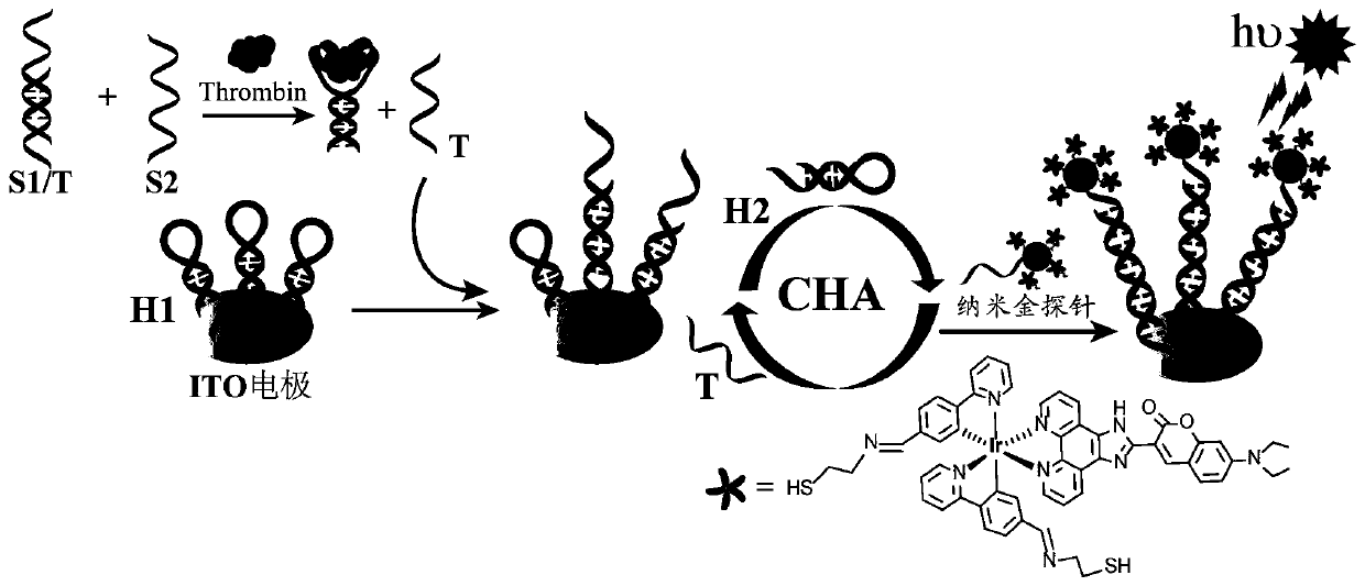 Preparation method of thrombin photoelectrochemical sensor based on cyclometalation Ir(III) coordination compound