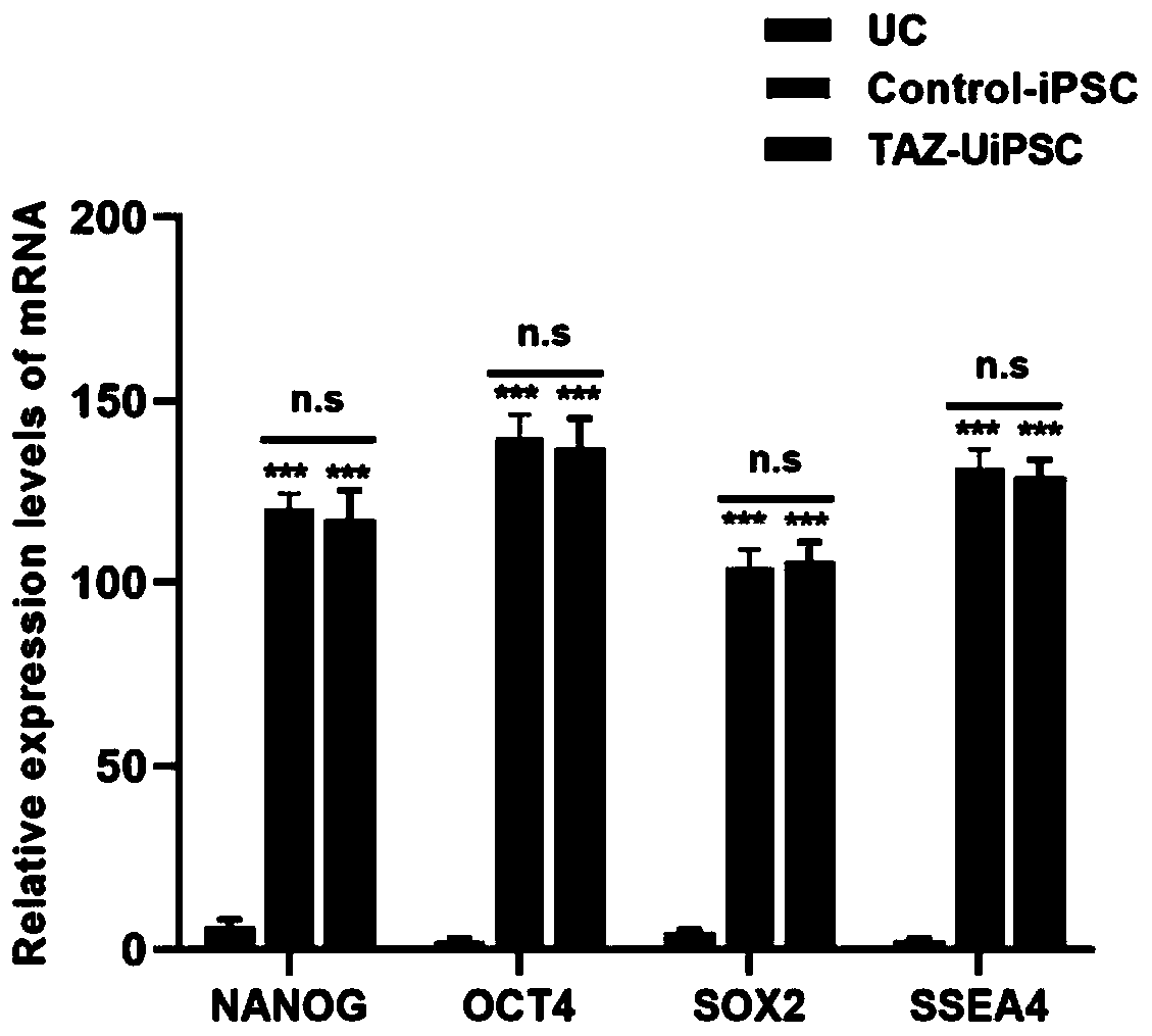 BTHS inducible multi-functional stem cells, preparation method thereof, differential culture medium and purpose