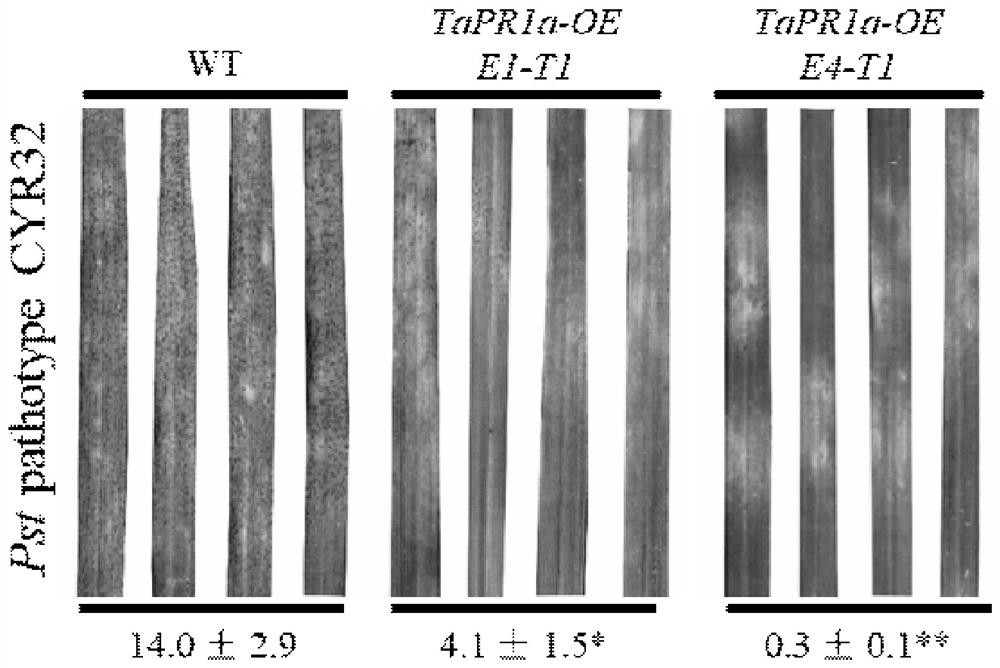 Wheat Process-related Protein tapr1a Gene and Its Application in Wheat Resistance to Stripe Rust and Leaf Rust