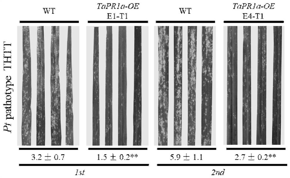 Wheat Process-related Protein tapr1a Gene and Its Application in Wheat Resistance to Stripe Rust and Leaf Rust