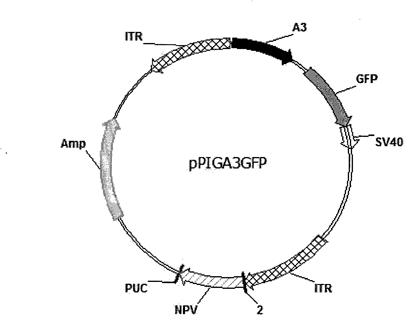 Method for breeding Macropodus opercularis with transferred green fluorescent protein gene by using piggyBac transposons