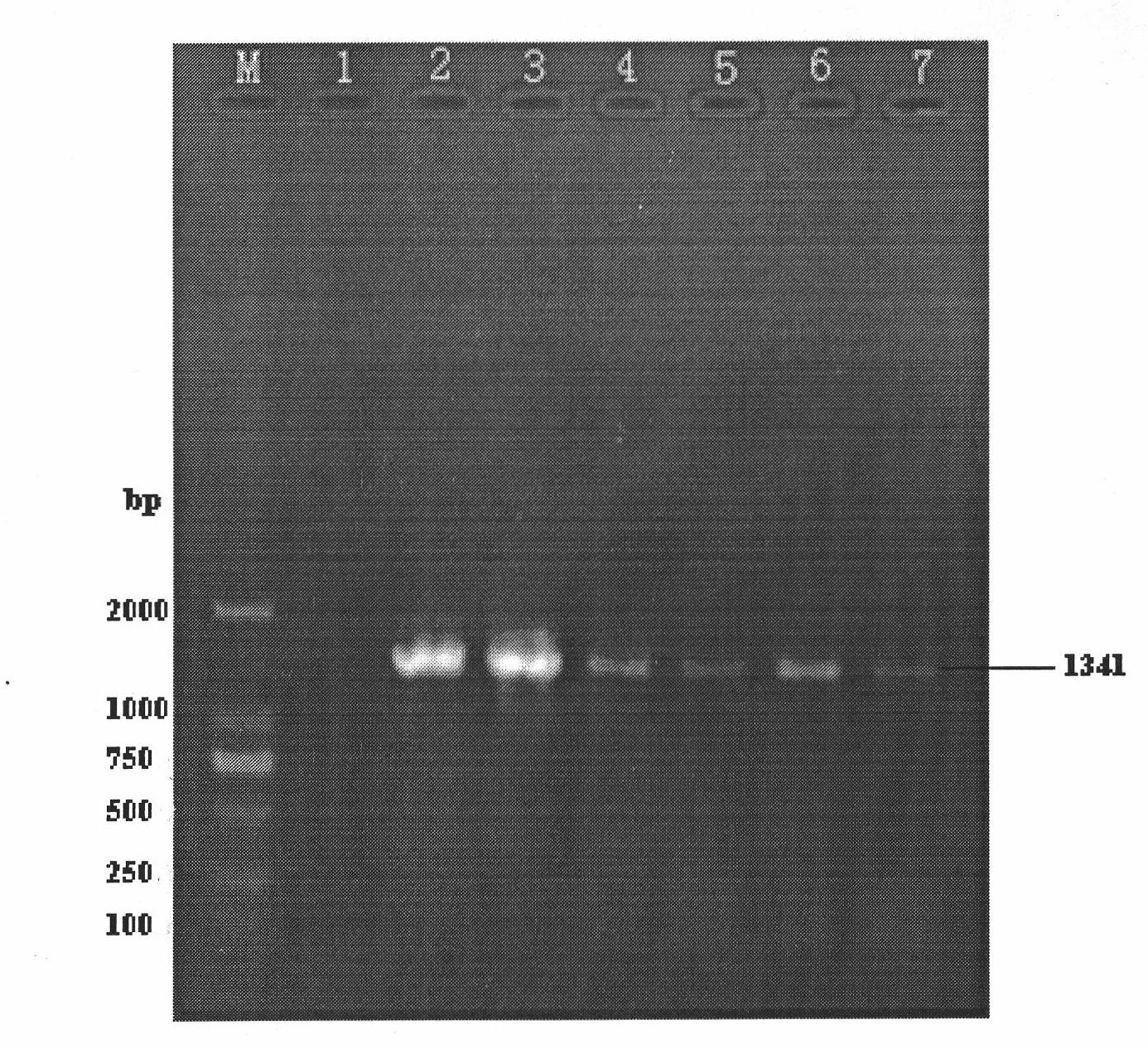 Method for breeding Macropodus opercularis with transferred green fluorescent protein gene by using piggyBac transposons