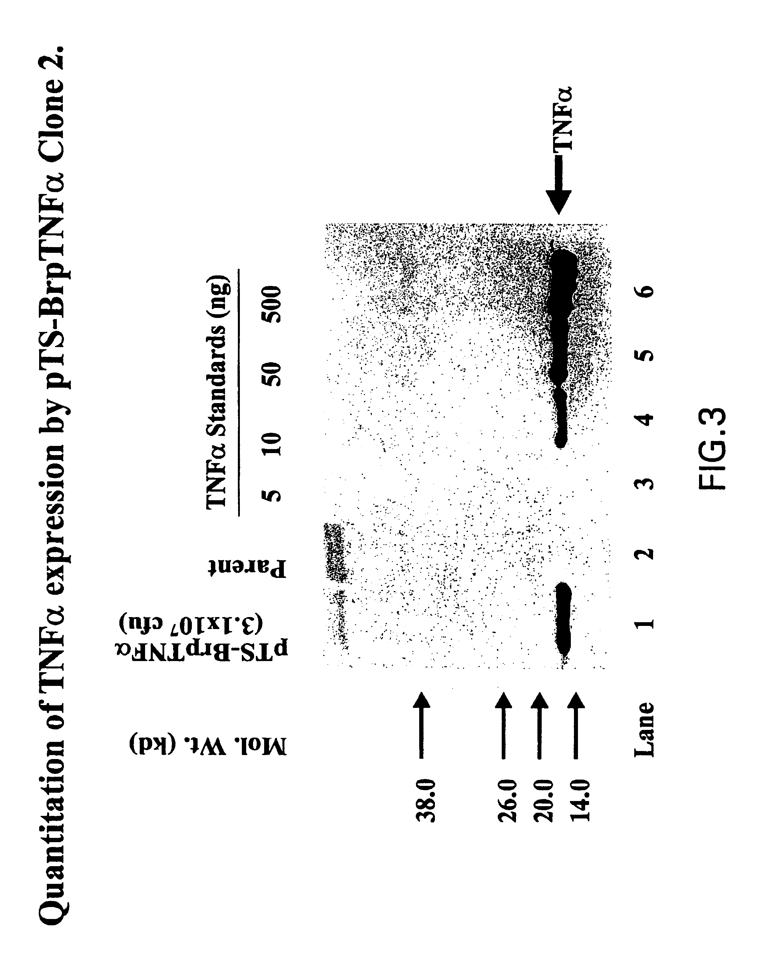 Compositions and methods for tumor-targeted delivery of effector molecules