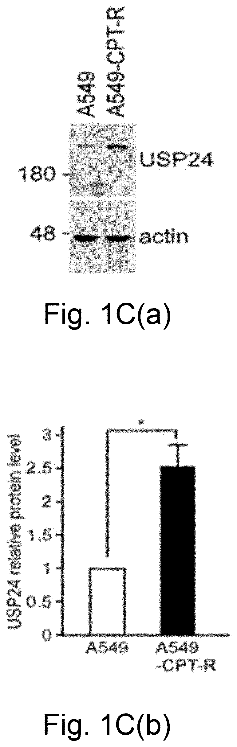Ubiquitin-specific peptidase 24 inhibitor, medicinal composition including the same and method of delaying or reversing multidrug resistance in cancers using the same