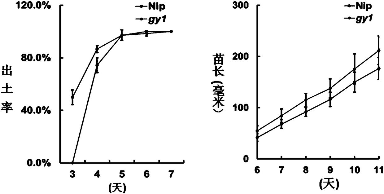 Applications of rice OsGY1376T mutation material in cultivation of direct-seeded varieties with high seedling emergence rate