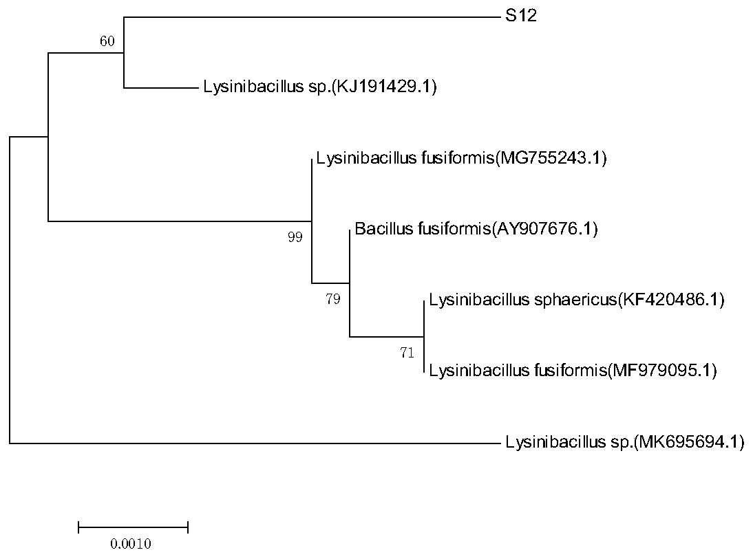Lysinibacillus S12 and application thereof